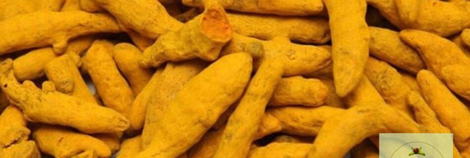 High-quality turmeric fingers from SHRIH AYURVEDA – A trusted wholesale manufacturer & exporter of Ayurvedic herbs.